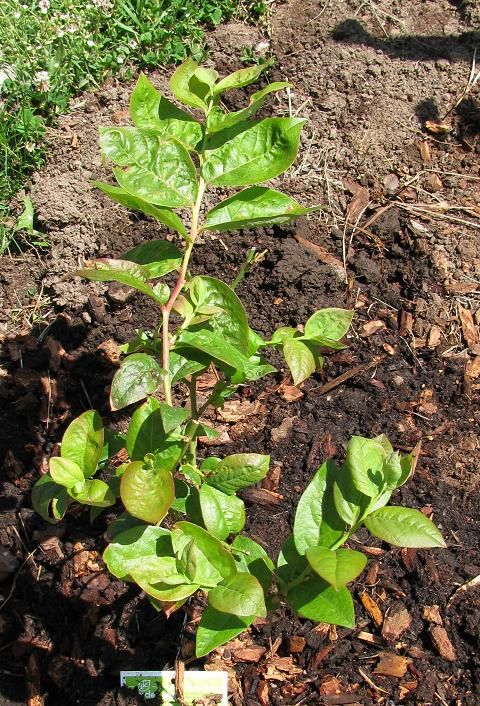 Toro.............first year photo torofirstyear.jpg